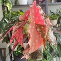 Begonia Maculata Pink Splice Variegated Plant Cuttings (Phytosanitary Certificate) product logo