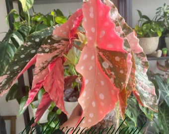 Begonia Maculata Pink Splice Variegated Plant Cuttings (Phytosanitary Certificate)