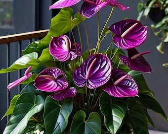 Anthurium Red Leaf Starter Plant (ALL STARTER PLANTS require you