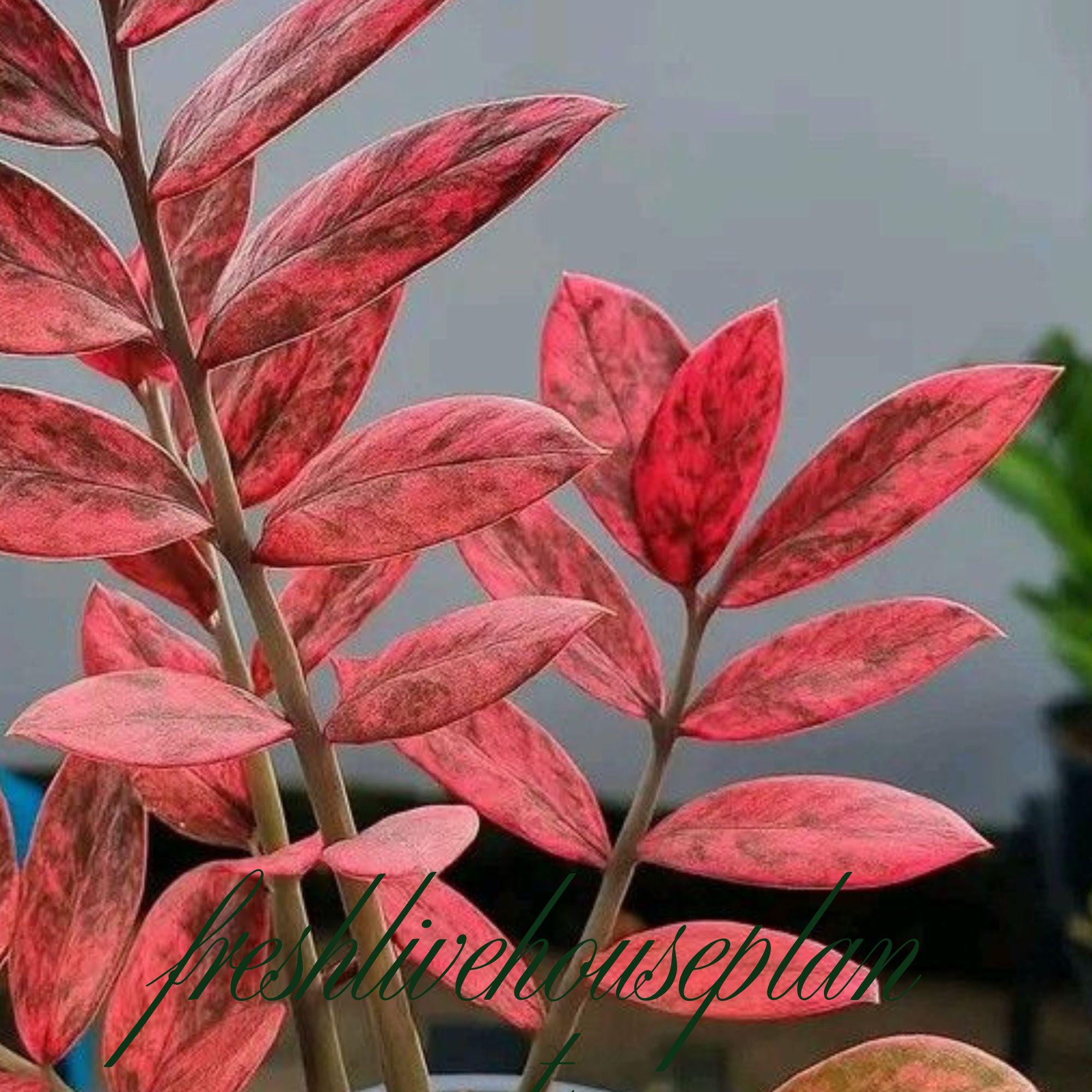 Variegated zz plant - Etsy 日本