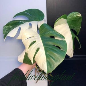 burle marx variegata pflege 3.5