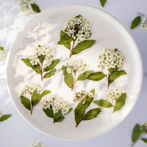12PCS Narcissus Flower Dried Flowers,Real Dried Flowers,Color Dried Flowers For Resin Filling,Jewelry DIY,Bookmark Making 290054