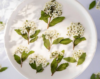 12PCS Narcissus Flower Dried Flowers,Real Dried Flowers,Color Dried Flowers For Resin Filling,Jewelry DIY,Bookmark Making 290054