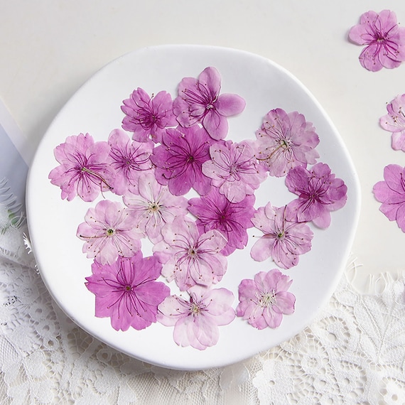 12PCS Cherry blossoms Dried Flowers,Real Dried Flowers,Sakura Pressed Flowers,Pink Dry Flowers For Resin Filling,Jewelry Making 290062