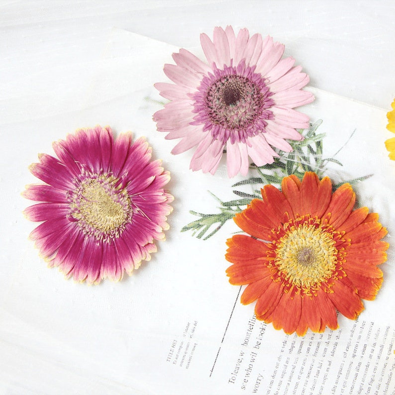 May include: Three pressed flowers, a pink, a magenta, and an orange gerbera daisy, are arranged on a white surface with a printed text.