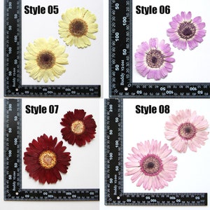 May include: Four pressed and dried gerbera daisies in different colors and styles. The flowers are arranged on a white background with a ruler for scale. The styles are labeled 05, 06, 07, and 08.