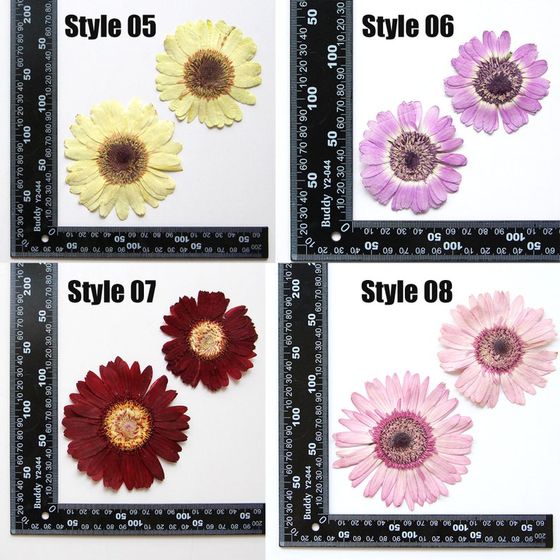 May include: Four pressed and dried gerbera daisies in different colors and styles. The flowers are arranged on a white background with a ruler for scale. The styles are labeled 05, 06, 07, and 08.