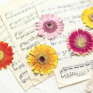 May include: Five dried gerbera daisies in various colors, including pink, orange, yellow, and red, are arranged on top of sheet music. The sheet music is white with black musical notes.