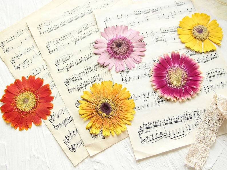 May include: Five dried gerbera daisies in various colors, including pink, orange, yellow, and red, are arranged on top of sheet music. The sheet music is white with black musical notes.