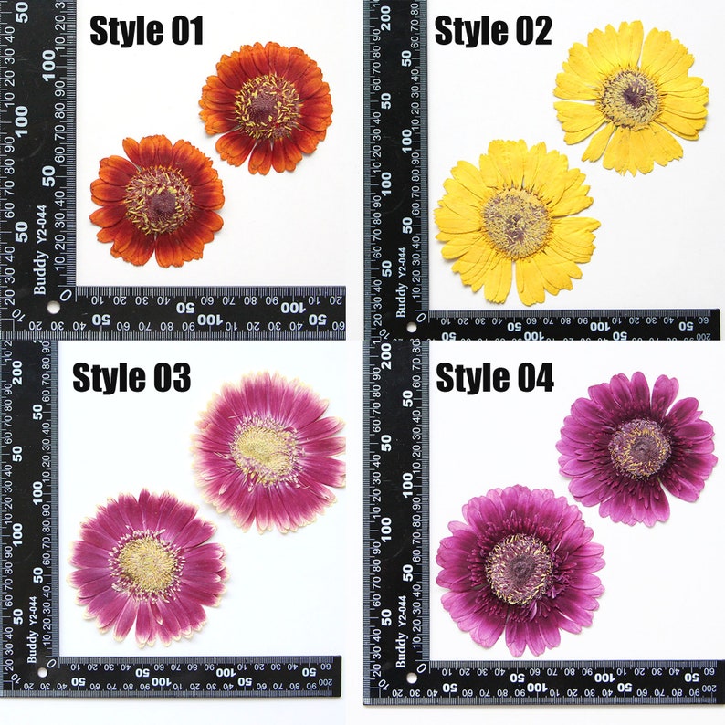 May include: Four pressed gerbera daisies in different colors and styles.  The daisies are arranged in a grid pattern with a ruler in the background.  The styles are labeled "Style 01", "Style 02", "Style 03", and "Style 04".