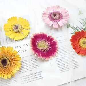 May include: Five pressed dried flowers, including yellow, orange, pink, and red gerbera daisies. The flowers are arranged on a white surface with text.