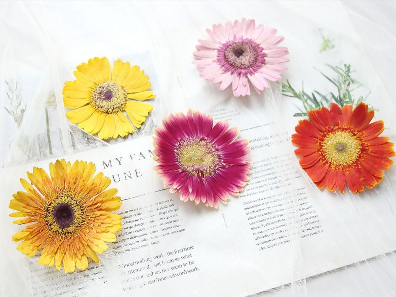 May include: Five pressed dried flowers, including yellow, orange, pink, and red gerbera daisies. The flowers are arranged on a white surface with text.