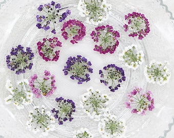 12 pezzi di fiori di Alyssum dolce, fiori secchi veri, fiori secchi colorati per riempimento in resina, gioielli fai da te, creazione di segnalibri 290132