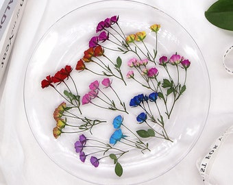 12 fiori secchi, fiori pressati, fiori secchi colorati per riempimento in resina, gioielli fai da te, creazione di segnalibri e composizione floreale 290053