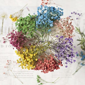 12PCS Babysbreath Flower Dried Flowers,Real Dried Flowers,Color Dried Flowers For Resin Filling,Jewelry DIY,Bookmark Making 290056