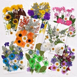 Ensemble de fleurs séchées pressées, fleurs et feuilles séchées pressées pour remplissage en résine, bijoux à bricoler soi-même, fabrication de signets et fabrication de cartes de mariage 290144
