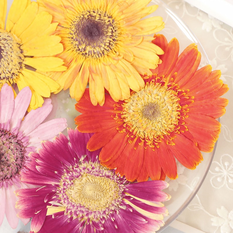 May include: Four dried gerbera daisies in various colors, including pink, yellow, and orange, arranged on a white surface.