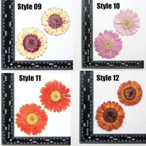 May include: Four pressed gerbera daisies in different colors and styles. The flowers are arranged in a grid pattern on a white background with a ruler underneath each flower. The ruler is marked in centimeters and inches. The flowers are labeled "Style 09", "Style 10", "Style 11", and "Style 12".