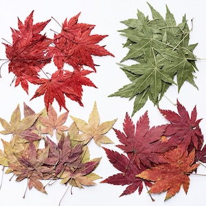 12PCS/SET Maple Leafs,Dried Pressed Leafs,Real Maple Leafs Epoxy Resin Filling,UV Resin Jewelry DIY And Flower Arrangemen 290101