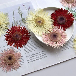 May include: Assortment of dried flowers in various colors, including white, pink, and red. The flowers are arranged on a white surface and a white plate. The flowers have a delicate, papery texture.