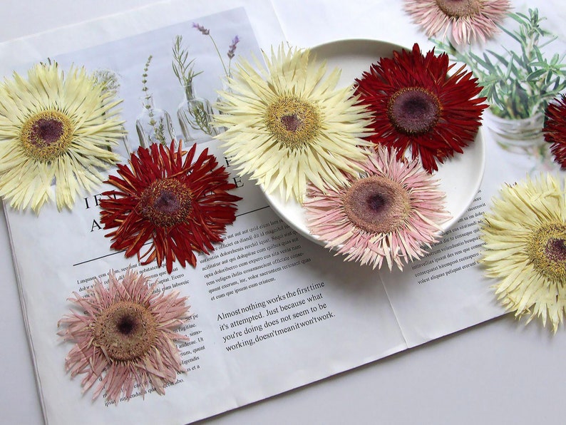 May include: Assortment of dried flowers in various colors, including white, pink, and red. The flowers are arranged on a white surface and a white plate. The flowers have a delicate, papery texture.