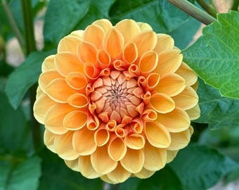 Sylvia/Maarn Dahlia Tuber (Ship Now)