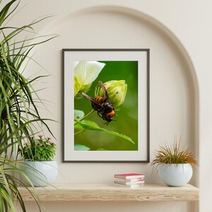 Op de afbeelding: Een ingelijste foto van een hoornaar op een groen blad, met een witte bloem en een groene knop op de achtergrond. De hoornaar heeft een bruin en oranje lichaam met donkere vleugels. De afbeelding staat tegen een wazige groene achtergrond.