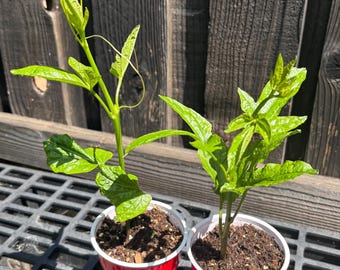 2  Ugu seedlings, Telfairia Occidentalis, Fluted Pumpkin seedling