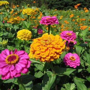 Live California Zinnia Plant – 8–12" Tall – 2PPP – Flowering Indoor/Outdoor Garden