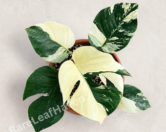 Rare plante vivante panachée de menthe de la jungle Monstera avec pot, plante d'intérieur enracinée d'intérieur de collectionneur