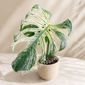 Puede incluir: Una planta de Monstera en maceta con hojas grandes y abigarradas en tonos verdes y blancos. La planta está en una maceta beige texturizada. La imagen está bien iluminada, mostrando el patrón único de la planta.