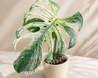 Zeldzame Monstera Devil Monster bonte levende plant met pot, gewortelde kamerplant Aroid Collector