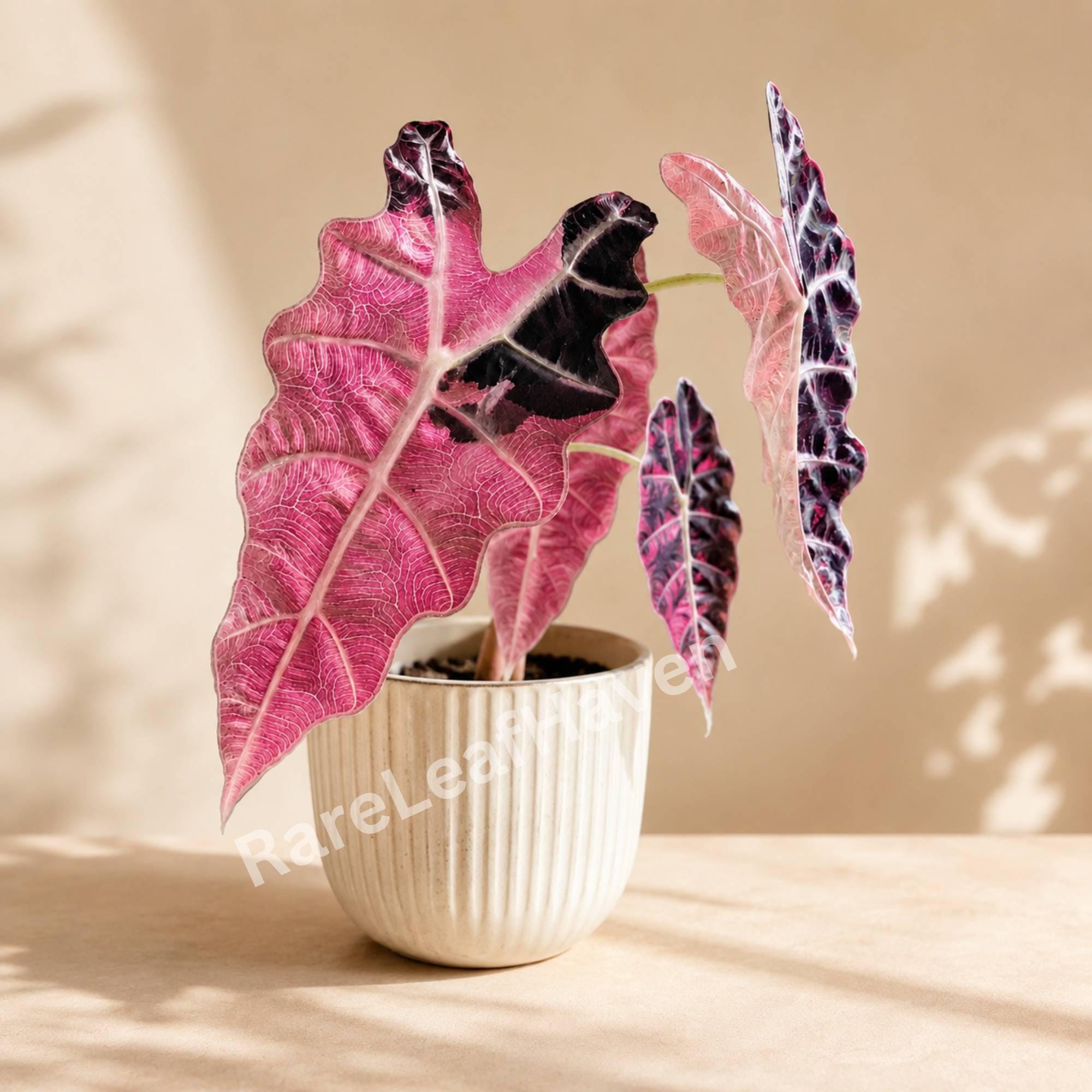 た*‬様 ピンク勝ち アロカシア ワトソニアナ ピンク Alocasia watsoniana pink variegated - Etsy 日本
