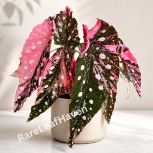 Op de afbeelding: Een Begonia plant in een pot, met grote bladeren met een opvallend patroon. De bladeren zijn een mix van donkergroen, roze en witte vlekken. De plant staat in een neutrale keramische pot. De tekst "RareLeafHaven" is zichtbaar.