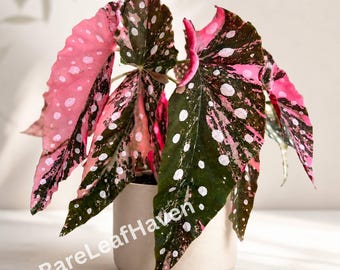 Rara Begonia Maculata variegata, pianta viva con vaso, begonia a pois radicata in muschio, pianta da interno ideale come regalo.