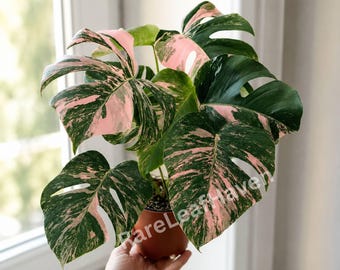 Rzadka Monstera Rose Pink Variegated Żywa roślina z doniczką, ukorzeniona roślina doniczkowa dla kolekcjonerów aroidów