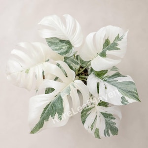 White monstera - Etsy.de