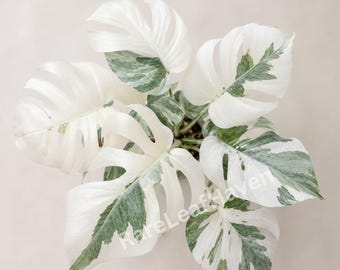 Rara Monstera Super White Variegata, pianta viva con vaso, radicata, da interno, da collezione, appartenente alla famiglia delle Araceae.