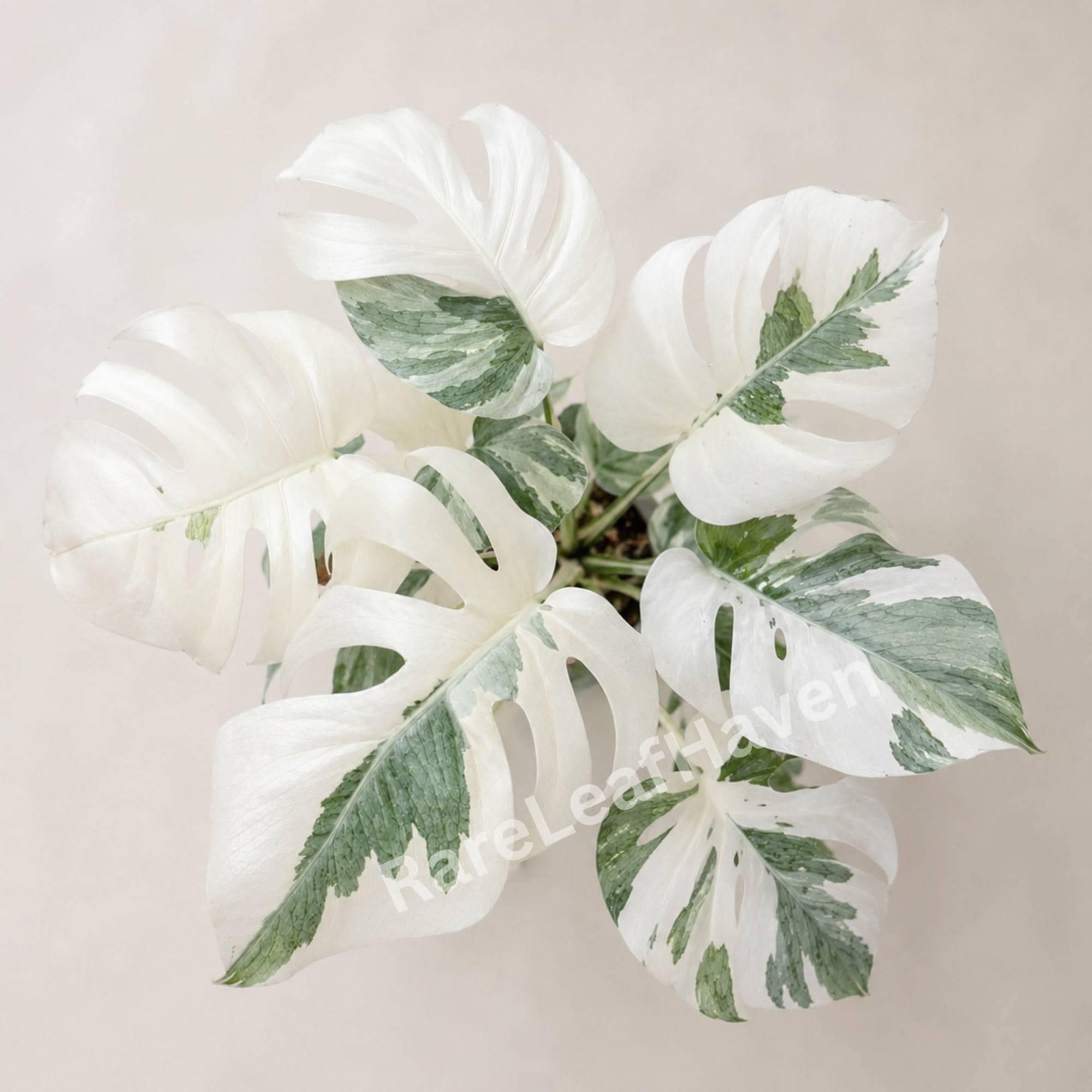 White variegated monstera - Etsy.de