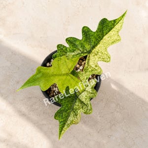 以下が含まれることがあります： ユニークな形の大きな葉を持つ鉢植えの植物の真上からの写真。葉は緑とクリーム色の白の混合模様です。植物は黒い鉢に入っており、ニュートラルな明るい色の背景に置かれています。「RareLeafHaven」の文字が見えます。