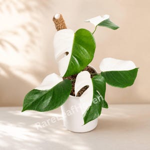 以下が含まれることがあります： 大きな切れ込みのある葉を持つ、鉢植えのモンステラ。葉は白と緑の印象的な組み合わせです。植物は白いセラミックの鉢に入っており、コイアポールが茎を支えています。背景はニュートラルなベージュです。