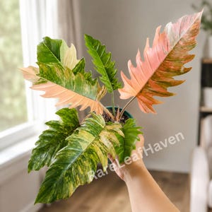 Caramel marble philodendron - Etsy 日本