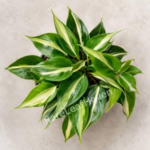 Aglaonema stripes - Etsy 日本