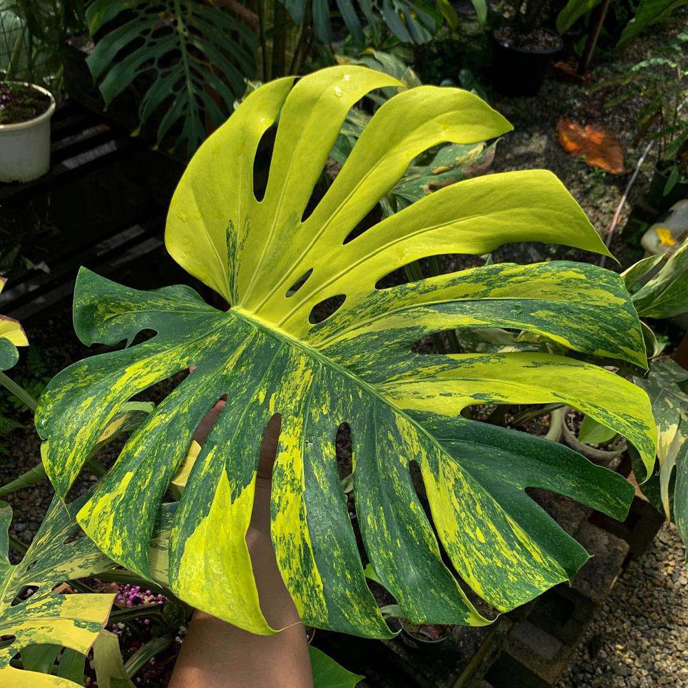 monstera senker Rare Monstera Starter Pack – Zero's Plants main image 0
