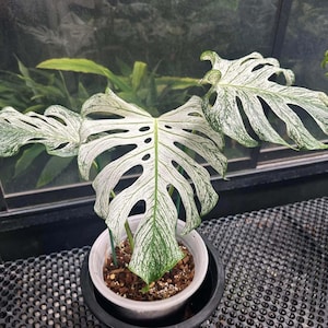 May include: A potted Monstera plant with large, variegated leaves. The leaves are primarily white with green speckling and have distinctive splits and holes. The plant is in a white pot, set against a backdrop of other greenery.