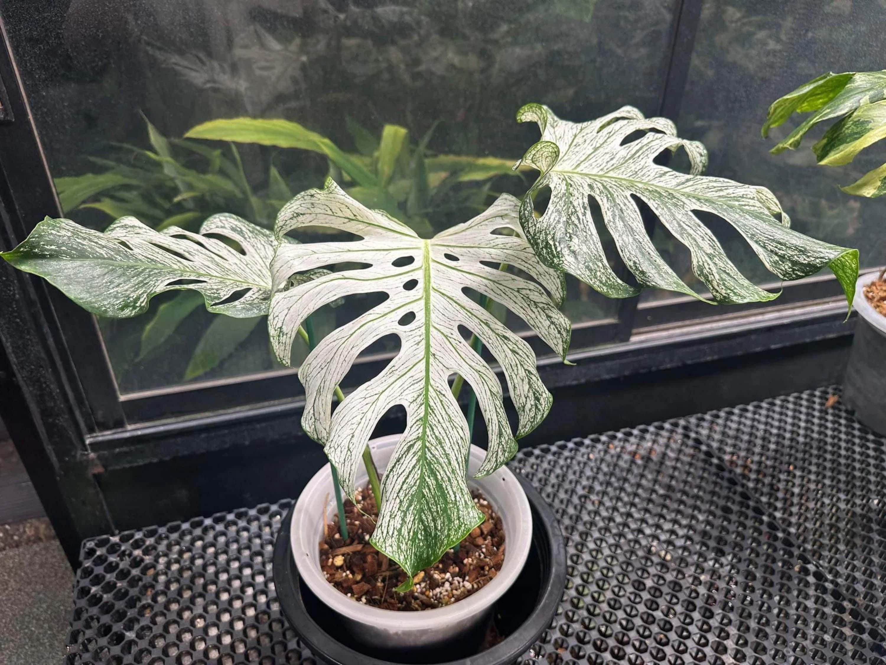 Monstera devil monster - Etsy 日本