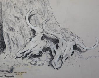 Dibujo original de cráneos de ñu a carboncillo y tiza