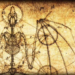 Könnte beinhalten: Eine Vintage-anatomische Illustration eines Fledermausskeletts mit detaillierten Beschriftungen, darunter "sk", "cl", "se", "d", "l", "s", "pv", "h", "u", "px", "pt", "mc" und "ph". Die Illustration ist auf einem strukturierten, gealterten Papierhintergrund gezeichnet.