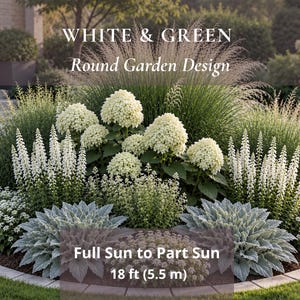 May include: A round garden design featuring white and green plants, including white hydrangea blooms, tall ornamental grasses, and silver-toned foliage. Text reads: WHITE & GREEN Round Garden Design, Full Sun to Part Sun, 18 ft (5.5 m).
