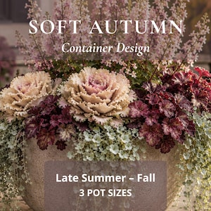 Könnte beinhalten: Ein runder Pflanzkübel aus Stein mit einem Soft Autumn Container Design aus blassrosa Blüten, cremefarbenem und violettem Zierkohl, dunkelrotem Laub und silbrig-grünen Ranken. Text: SOFT AUTUMN Container Design, Late Summer - Fall, 3 POT SIZES.